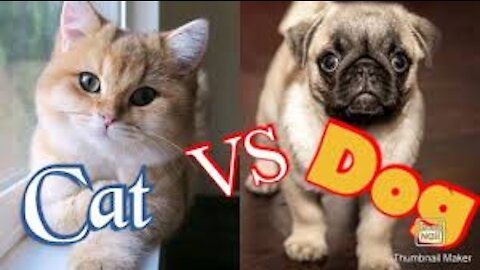 Part 4 - Funny Cats And Dogs | dogs vs cats Funny Animals Compilation