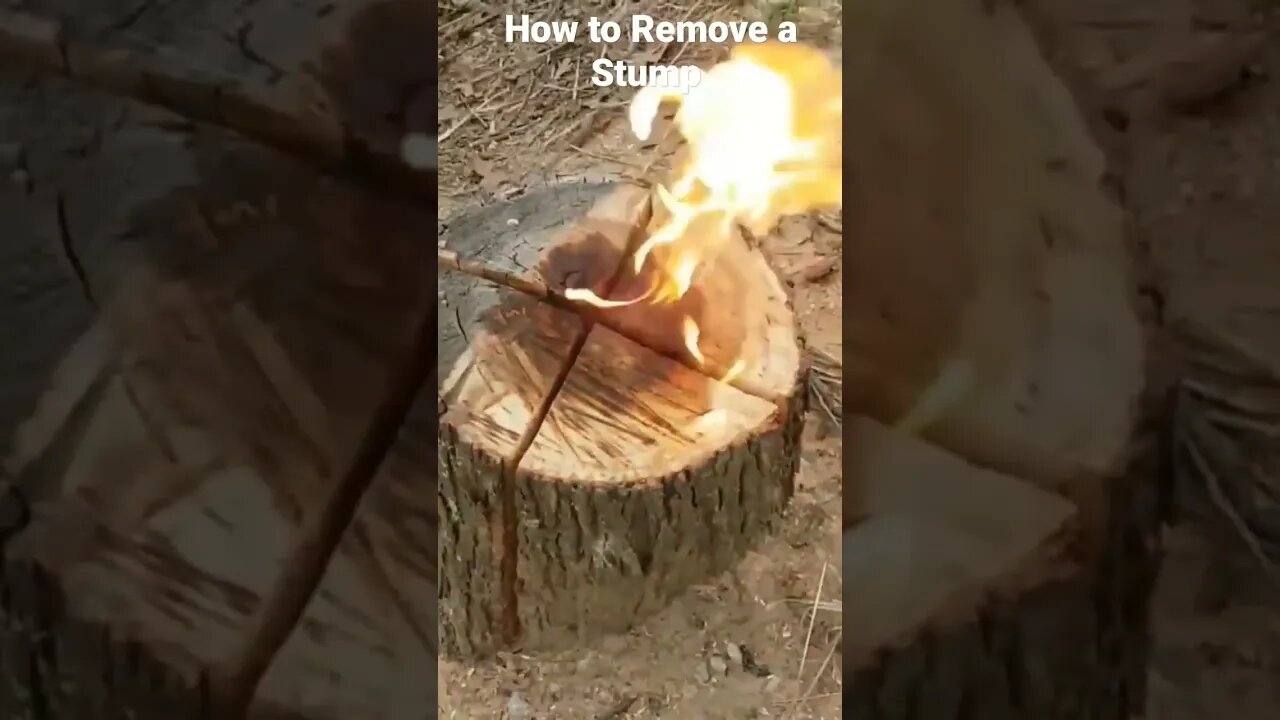 How to Remove a Stump #Shorts