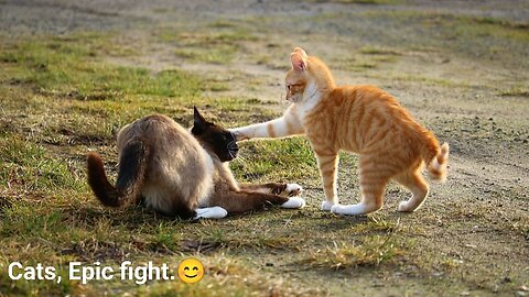 Cute Cats fight.😊🥰