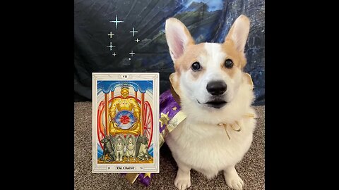 Jasper the Tarot Corgi picks a card