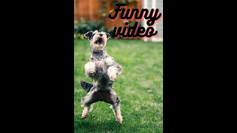 Funny Dog