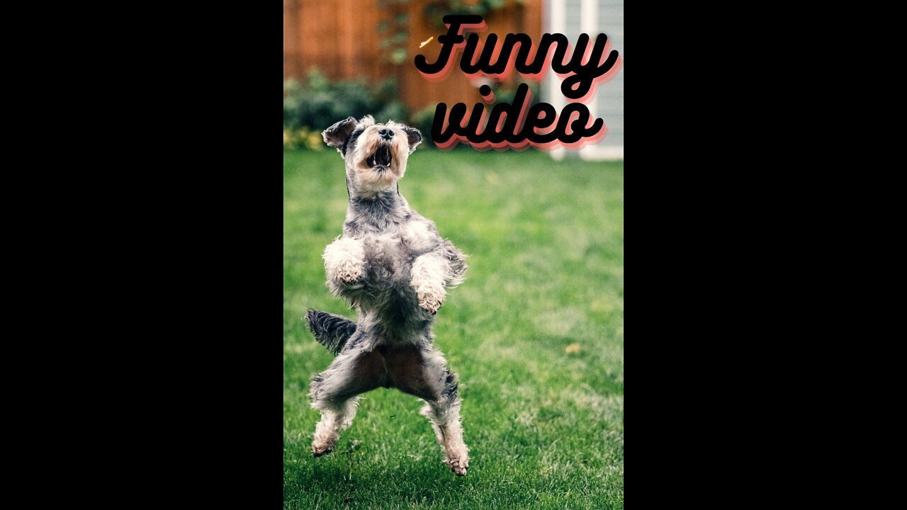Funny Dog