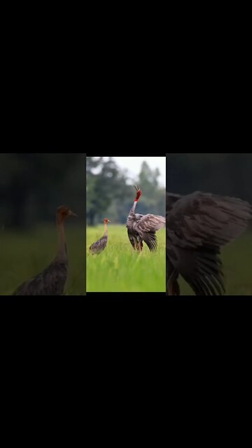 How Much Beautiful 🥰 Sound #Shorts #ytshorts #UbertainmentFun #Dogs #Animals #Fun