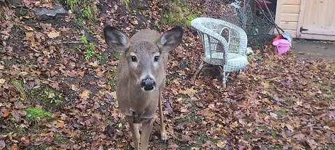 Injured deer comes alone