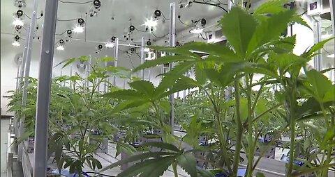 Sen. Jacky Rosen talks banking with Vegas valley marijuana businesses