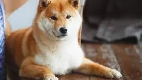 shiba inu coin prediction