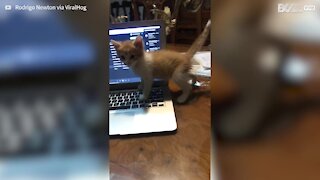 Gato falha de high five de forma hilariante