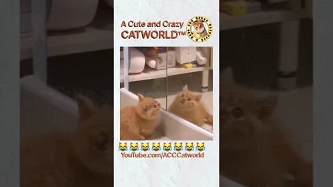 It’s This Kitty vs. This Flag 🚩, and GUESS WHO WON? (#172)