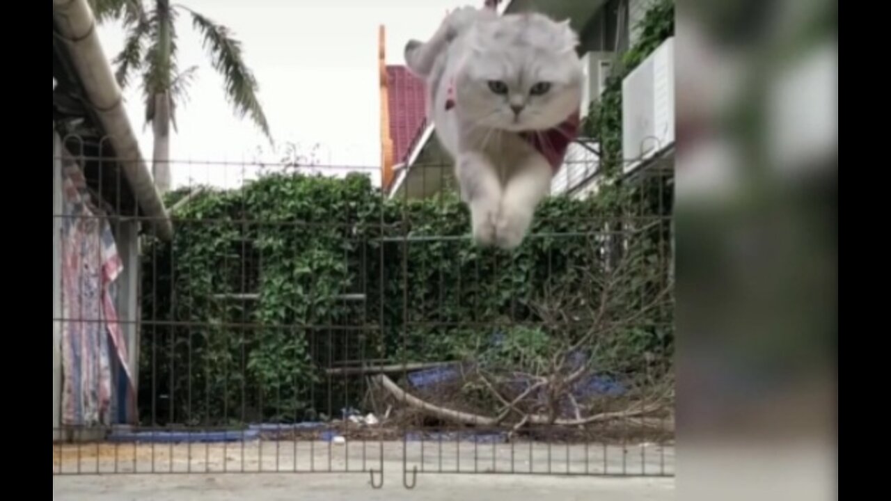 Jumping Cat