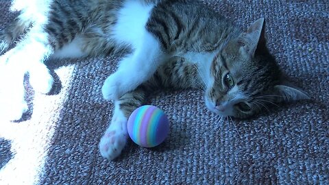 Kitten Is Happy with His New Toy