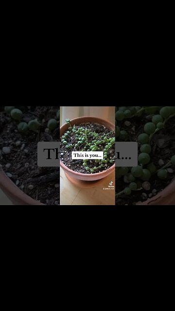 don't ignore PEARLS OF WISDOM!