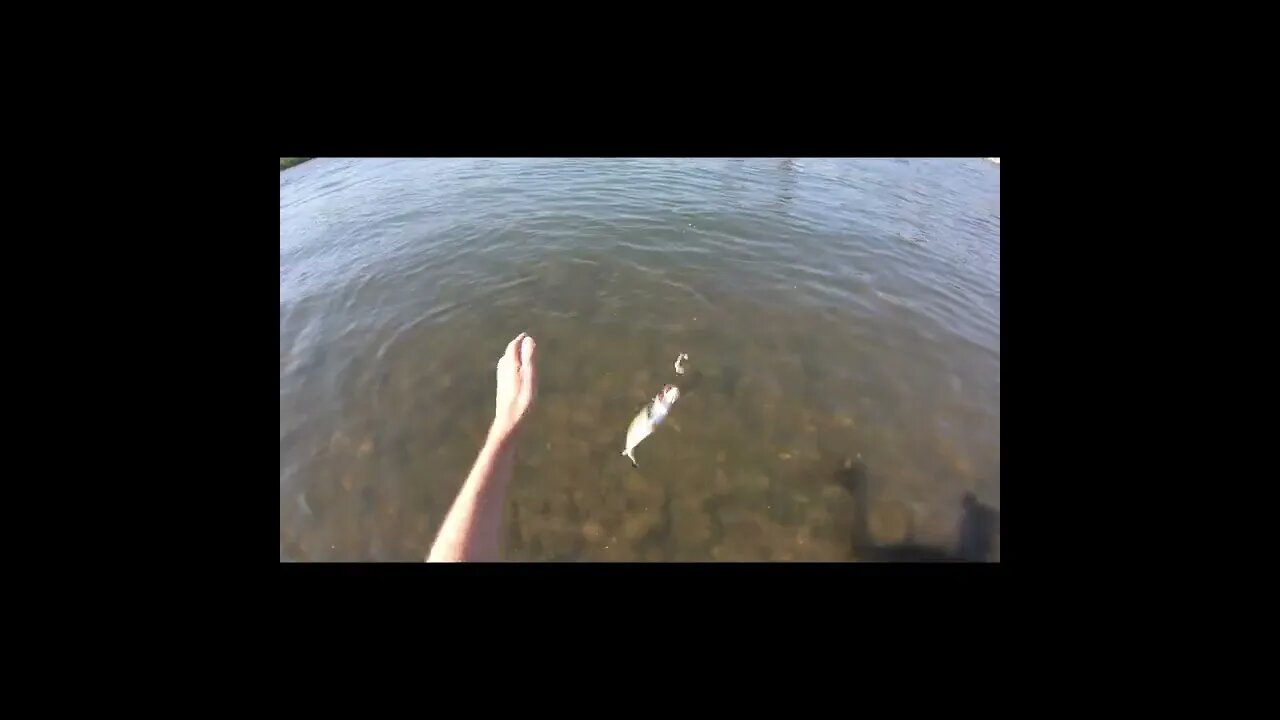 Smallmouth release and Catching a Bass