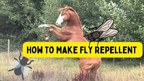 How To Make Fly Repellent Spray For Horses | Tutorial