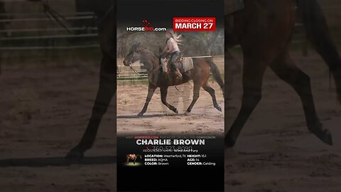 ＣＨ▲ＲＬＩＥ ＢＲＯＷＮ rides safely through town, excels inside, and outside of the arena! True All-Around!