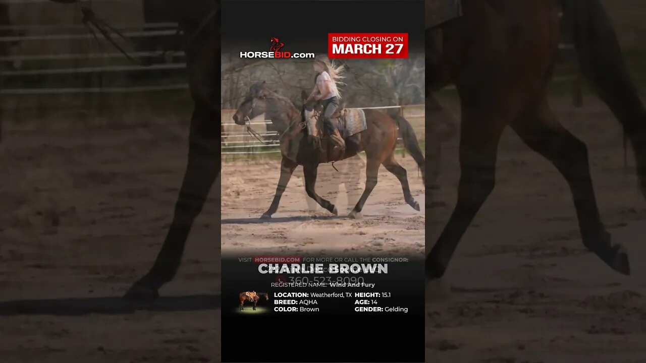 ＣＨ▲ＲＬＩＥ ＢＲＯＷＮ rides safely through town, excels inside, and outside of the arena! True All-Around!