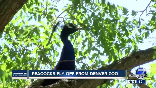 Peacocks fly off from Denver Zoo