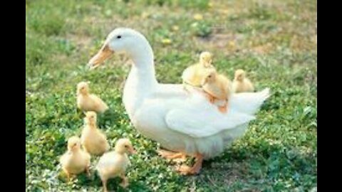 Mamma duck bites duck lings