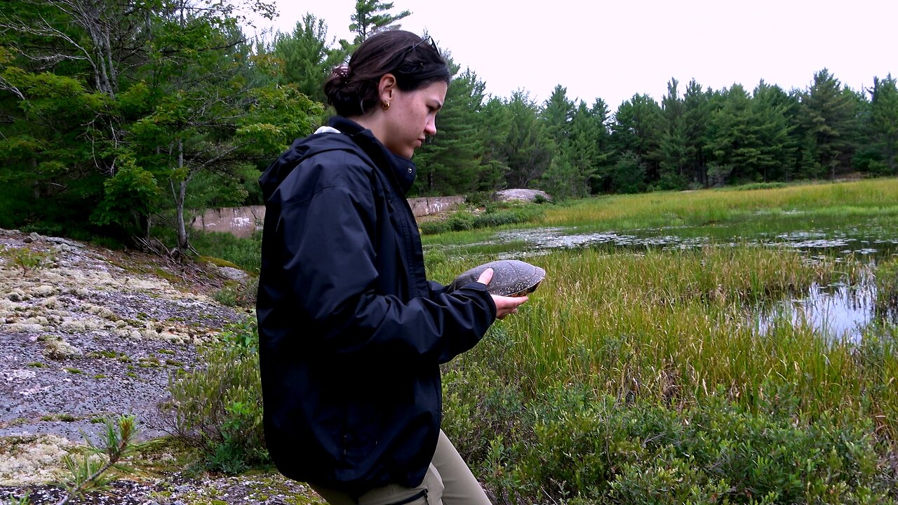 Blanding's turtle gets a little help from conservationists