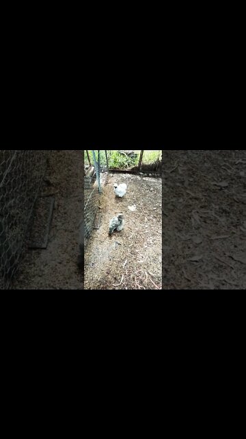 Good morning Silkies 30th November 2022