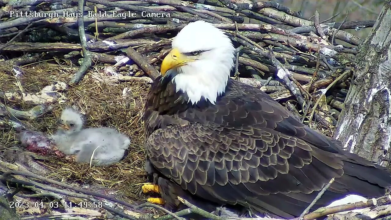 Hays Eagles H19 (8 days) uses food as a pillow 4-3-2023 11:49am
