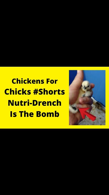 Update on Curled Toed Chick 8-5-22 #Shorts