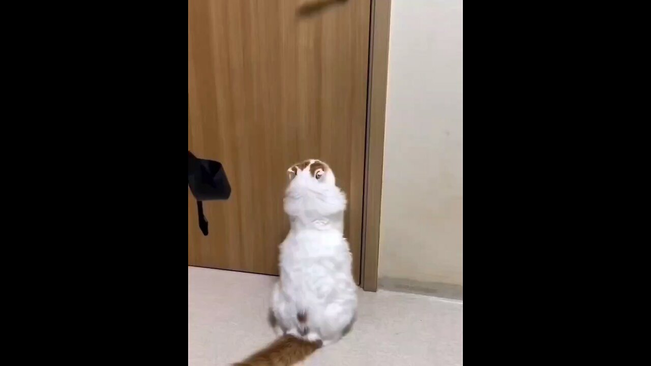 funny animals video 🤣