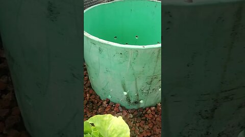 Aquaponics #shorts
