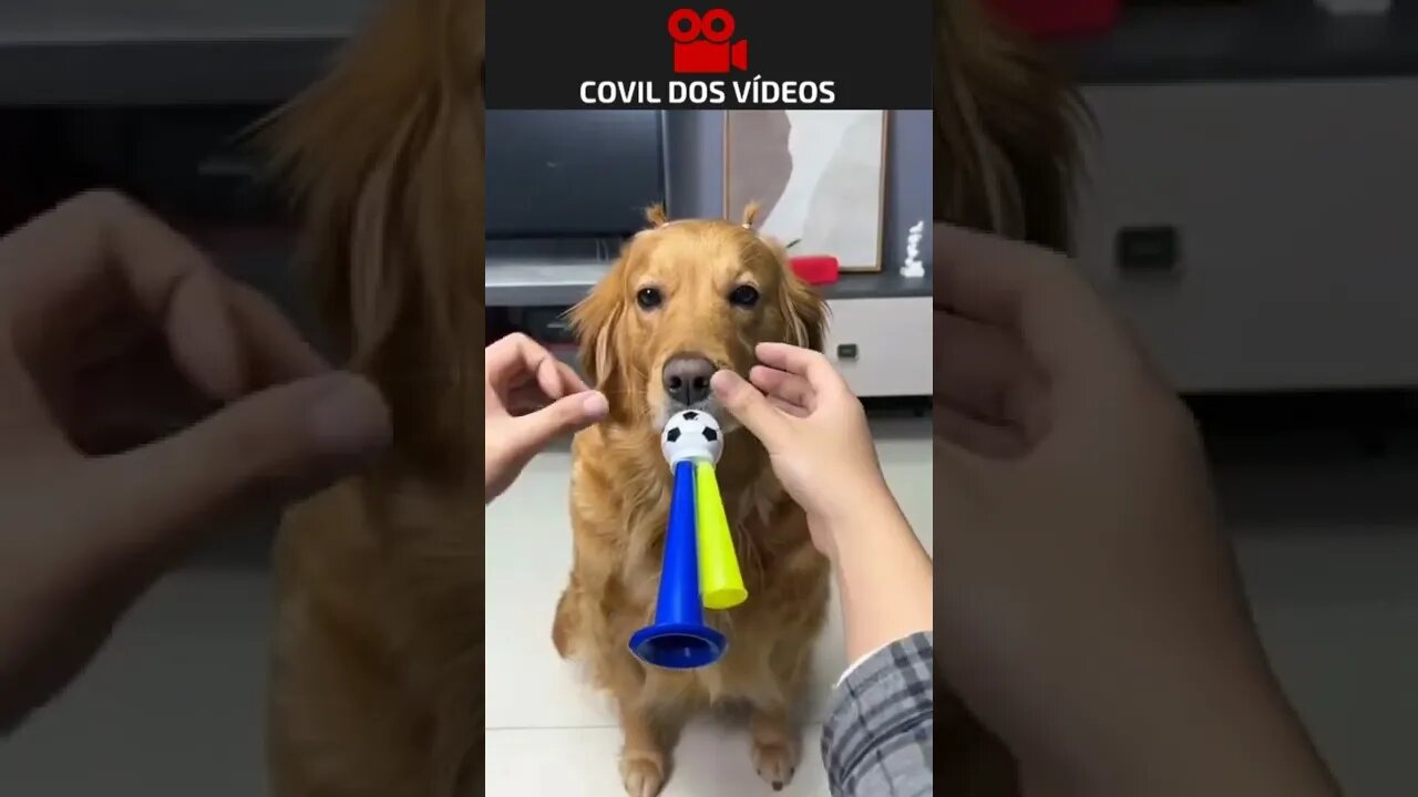 CACHORRO TORCENDO NA COPA