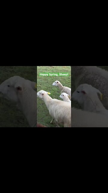 Happy Spring, Sheep! ❤️🐑