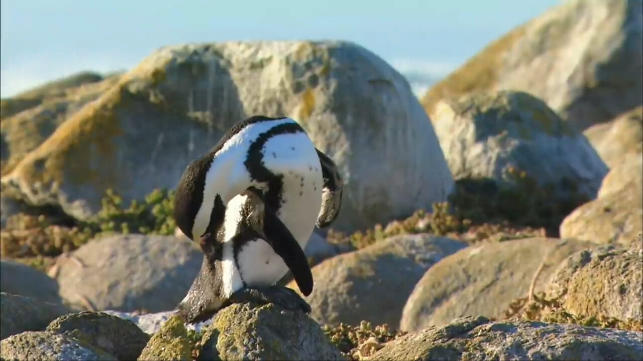 Penguins Satisfying video