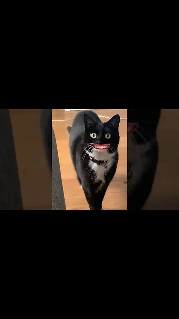 There is a new trend in Tiktok: Snapchat filters are now “sculpted” on pets.