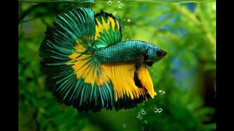 Cute and adorable animal behavior makes anyone happy to see it