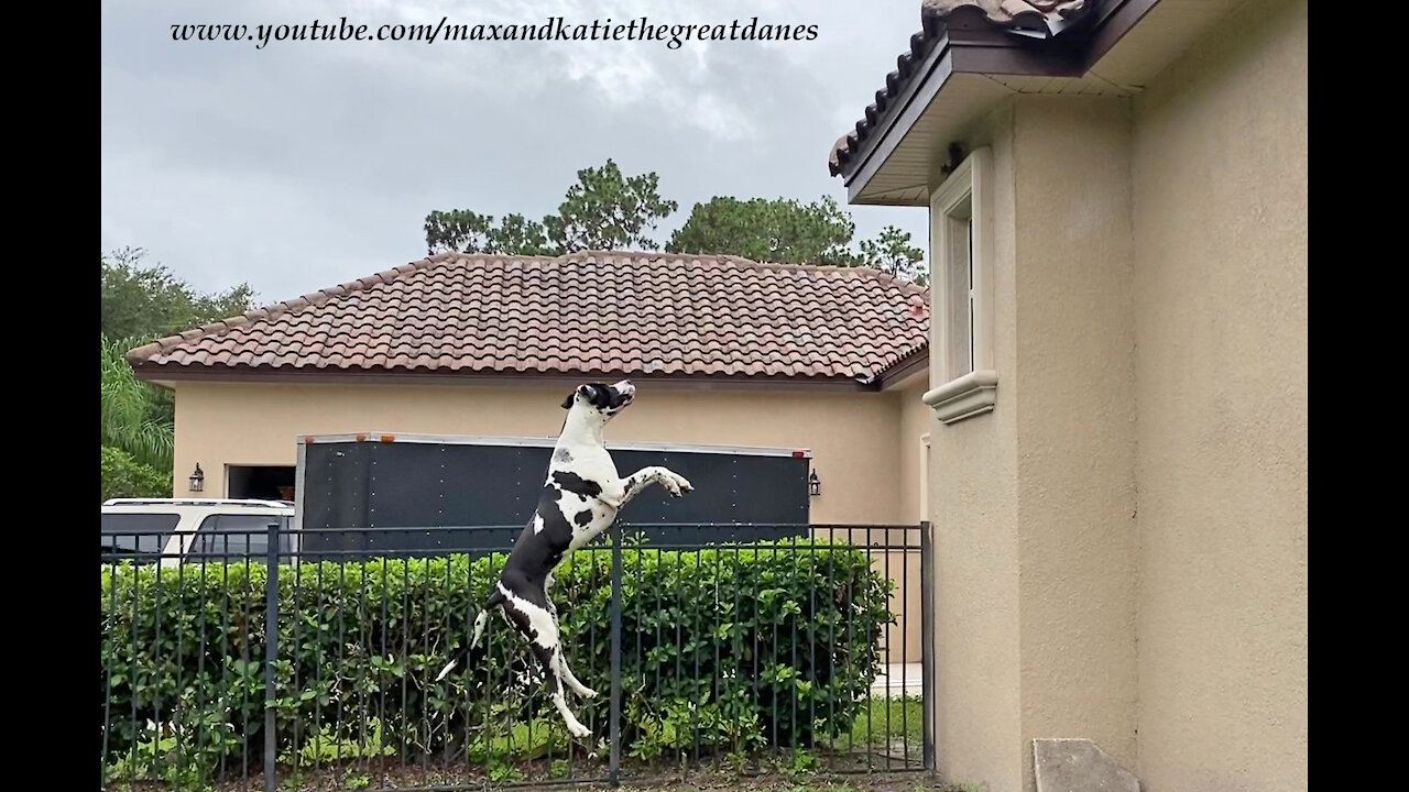 Funny Great Dane Leaps And Bounces At Spiderman Squirrel