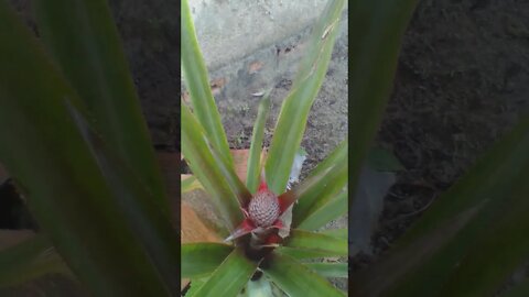 OLHA QUE COISA MAIS LINDA 🤩