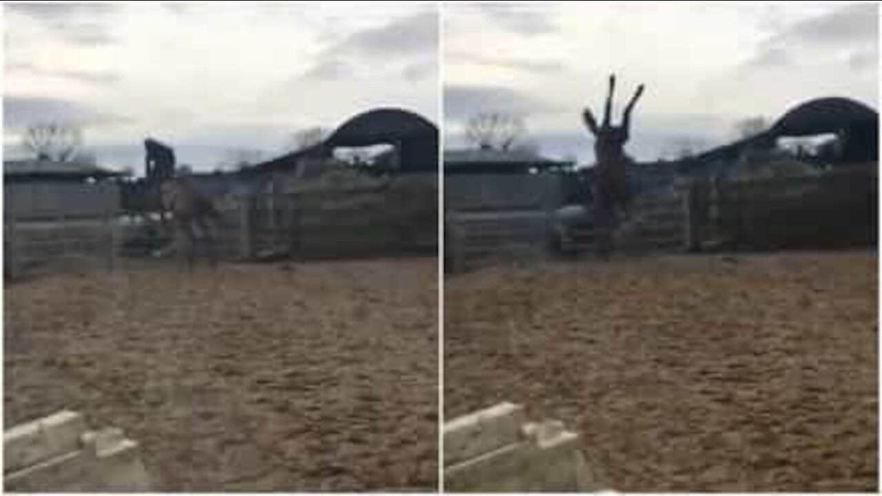 Ce cheval rate magistralement son saut et s'écrase au sol