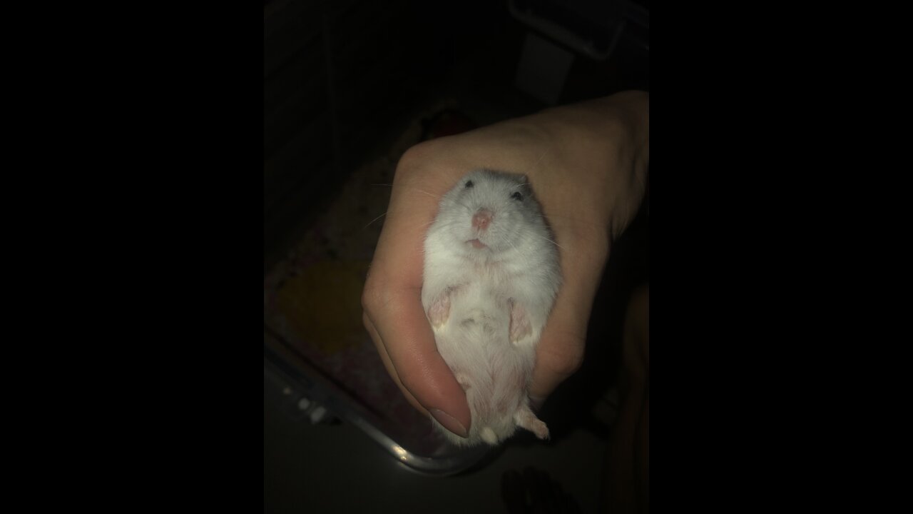 Cute Hamster Pearl Winter White 🐭