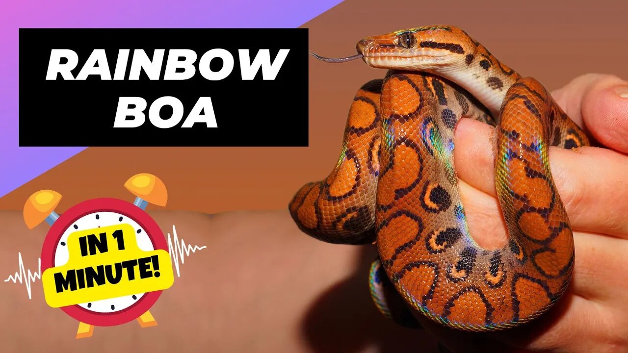 Rainbow Boa - In 1 Minute! 🐍 One Of The Most Beautiful Snakes In The World | 1 Minute Animals