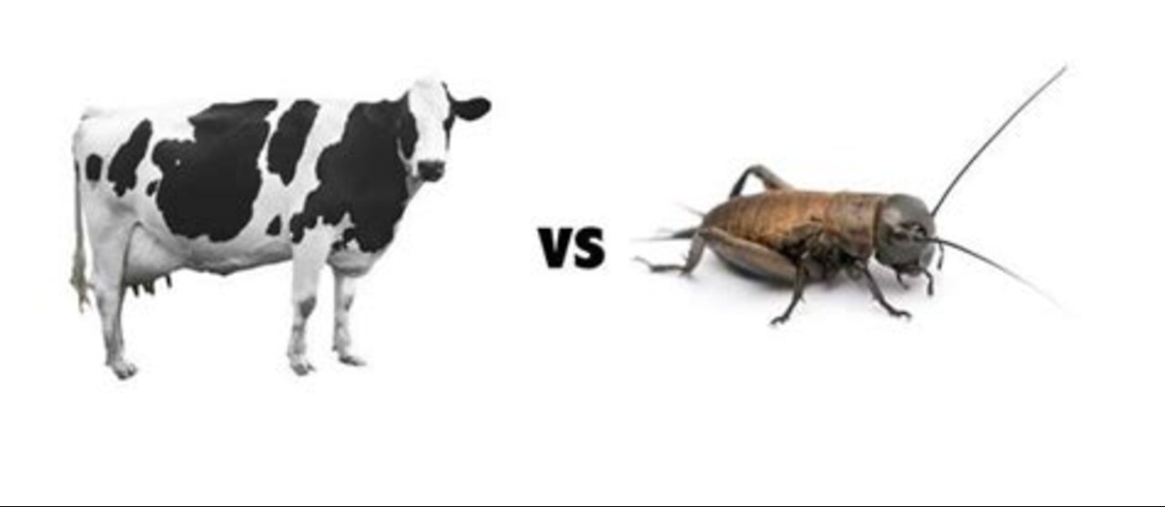 Meat or Bugs? Is Veganism a Religion?!