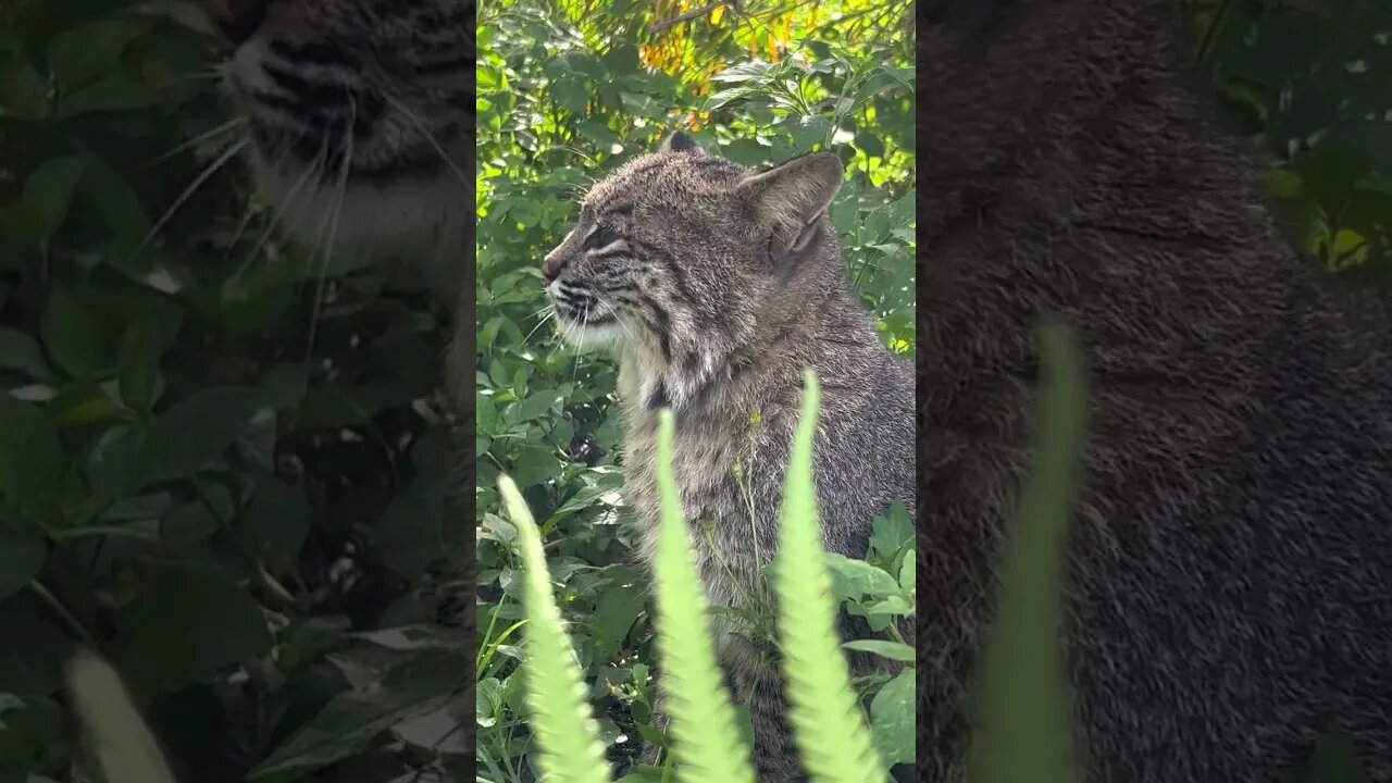 A Very Small Rescued Wild Bobcat Named Summer