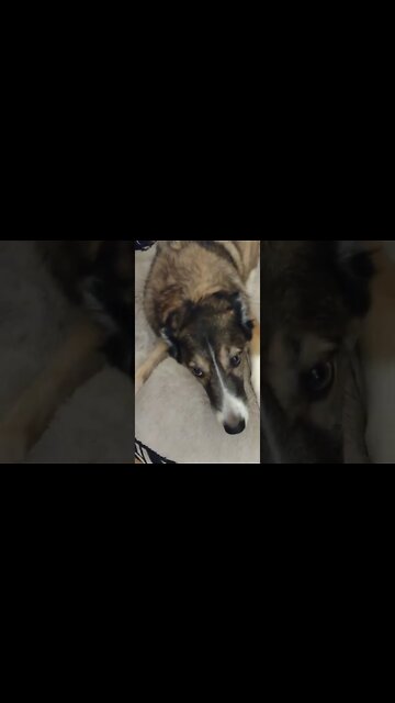 Ganaya (My Dog) Playing