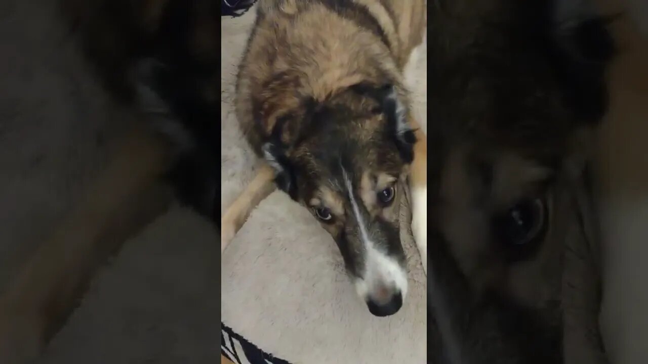 Ganaya (My Dog) Playing