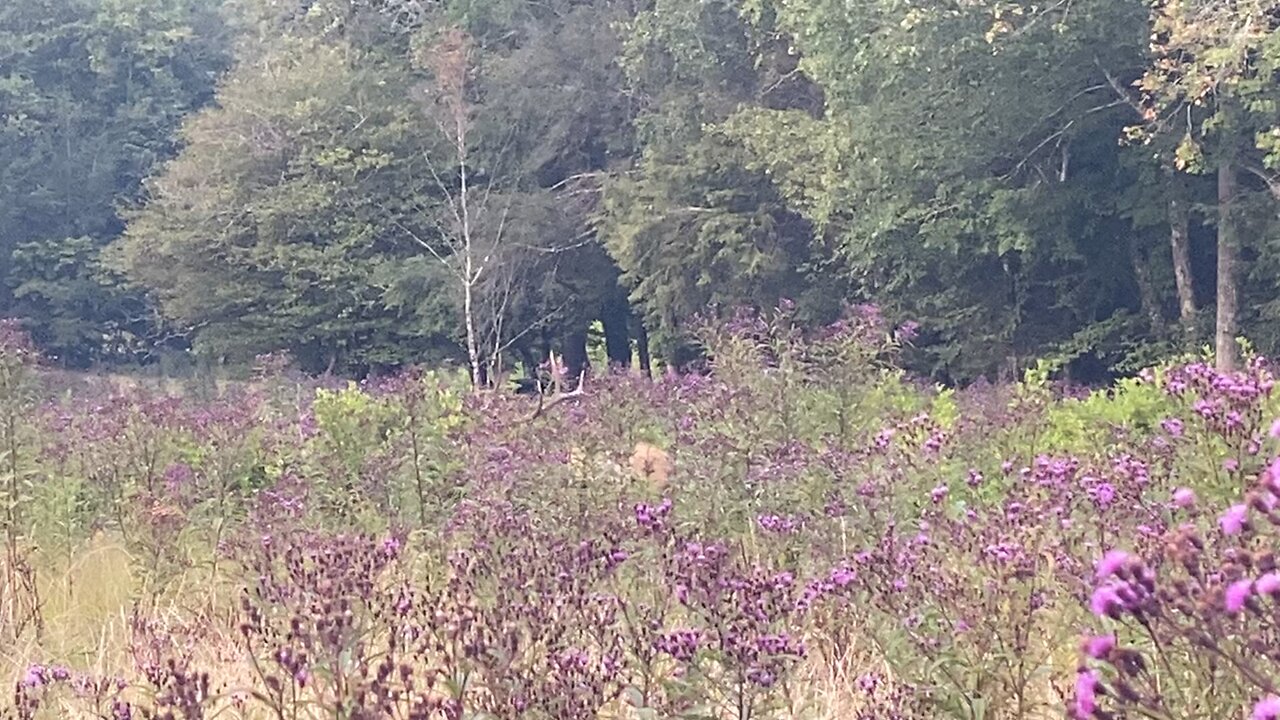 Great Smoky Mountain Elk.