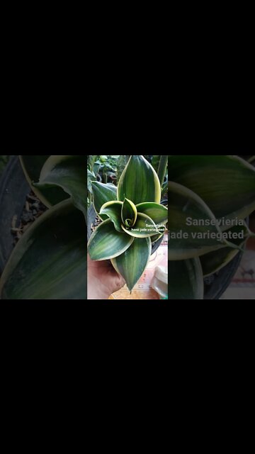 #shorts sansevieria