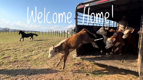 #69 Welcome to our HEREFORD cows!