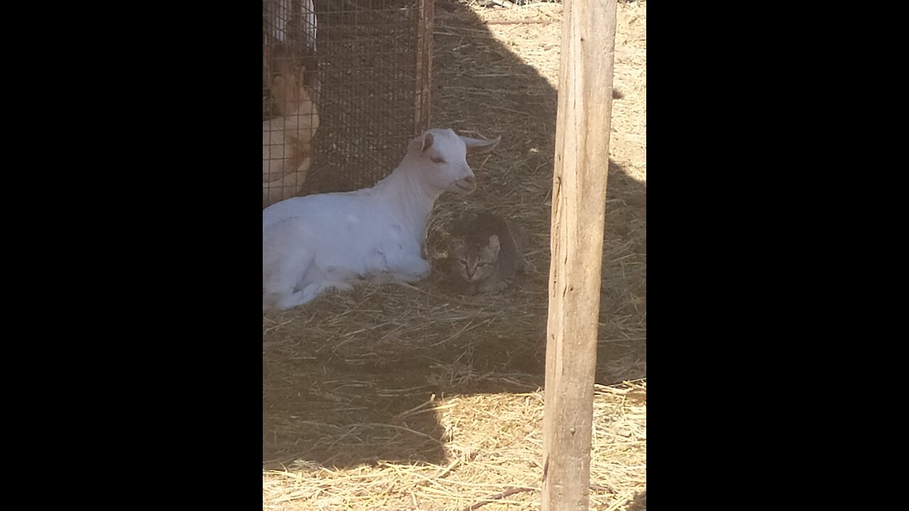 Goat and cat