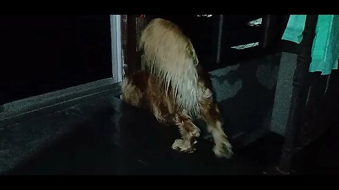 #dogshow(4)
