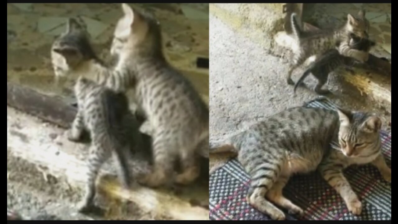 Funny Video of kittens ।। Funny Cat ।।