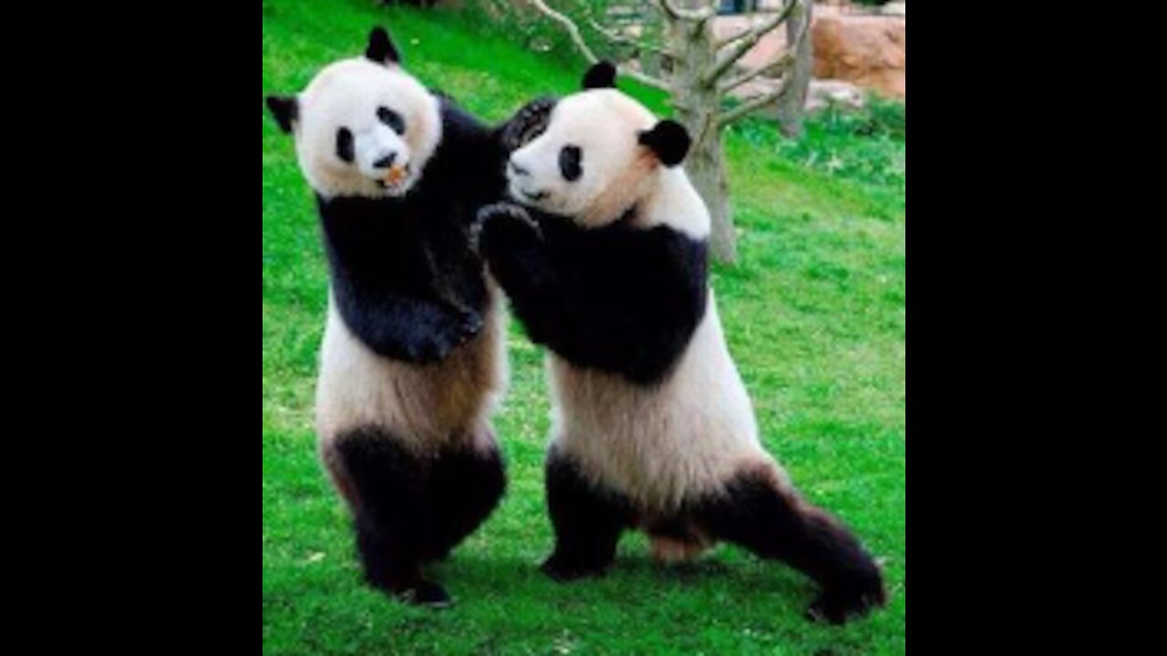 Cute Panda Fighting