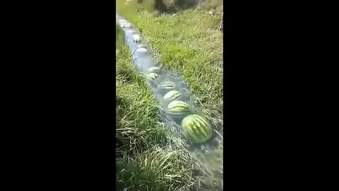 THE👀MINIATURE🤣WATERMELON🍉RIVER🏞️EXPERIENCE👀😎🍺