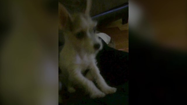 Funny Terrier Dog Barks Of Jealousy